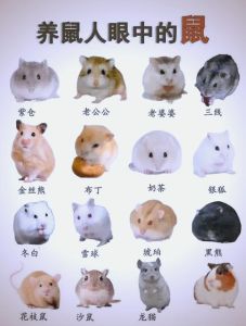 叙利亚坎贝尔罗伯罗夫斯基中国仓鼠介绍（仓鼠可爱又好养的品种）