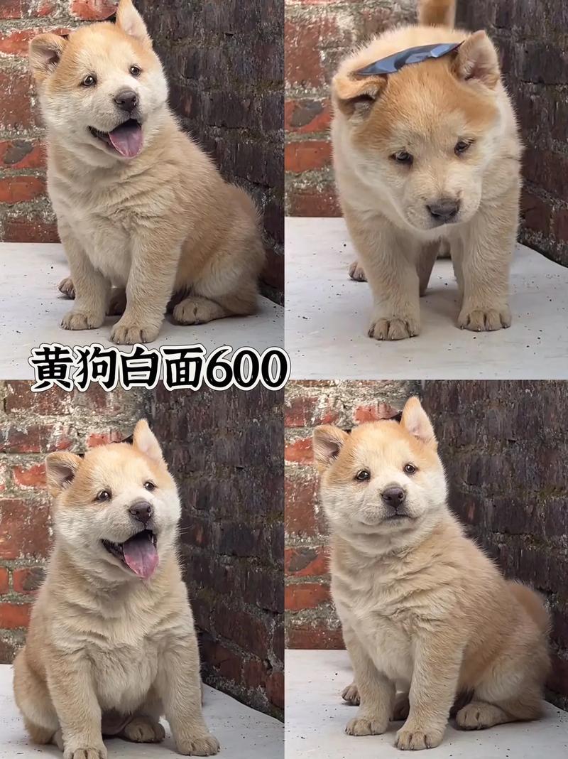 品种年龄营养和季节影响（狗一窝能生几只小狗）