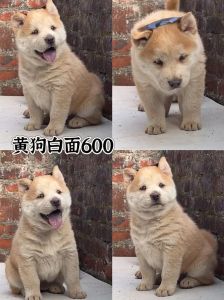 品种年龄营养和季节影响（狗一窝能生几只小狗）