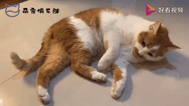 搞笑人化萌宠图，鸡你太美太有趣！（搞笑萌宠图片动态图片）