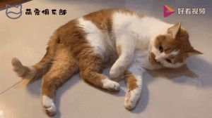 搞笑人化萌宠图，鸡你太美太有趣！（搞笑萌宠图片动态图片）