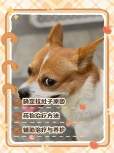小狗拉稀别大意，速查原因科学护理很重要！（刚出生十几天的小狗拉稀怎么办）
