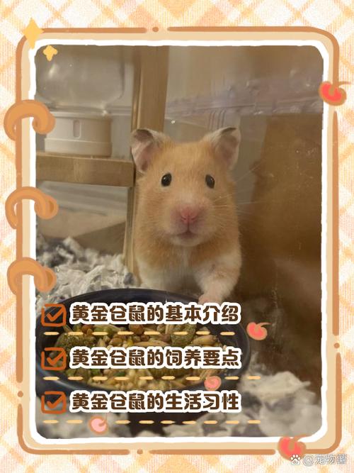 小仓鼠可爱小众名，亲昵又个性！（母小仓鼠取名可爱小众）