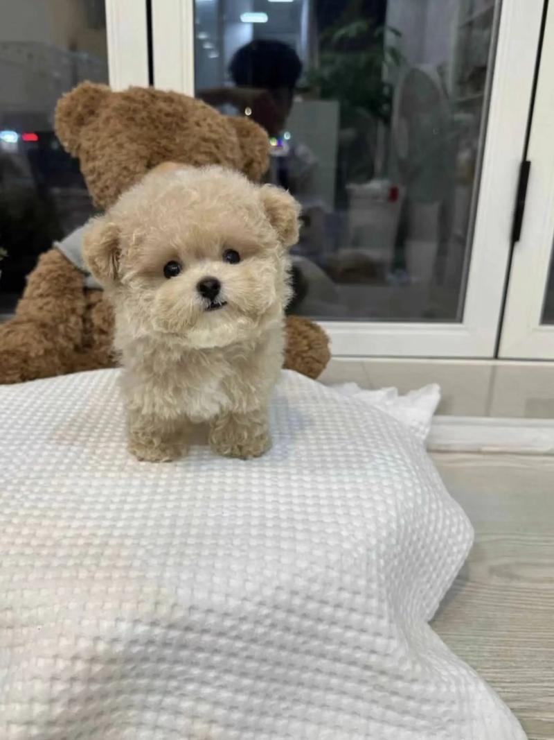 泰迪幼犬科学喂养护理全攻略（两个月的泰迪狗怎么养）