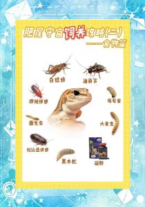 图说蝾螈蛙饲养电子版，新手必看！（图说蜥蜴饲养有电子版吗）