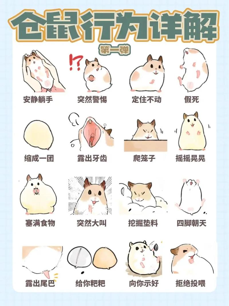 选对环境，科学喂养，健康快乐！（家里养仓鼠的注意事项）