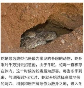 宠物蛇是否需要冬眠？（养在家的宠物蛇会冬眠吗）