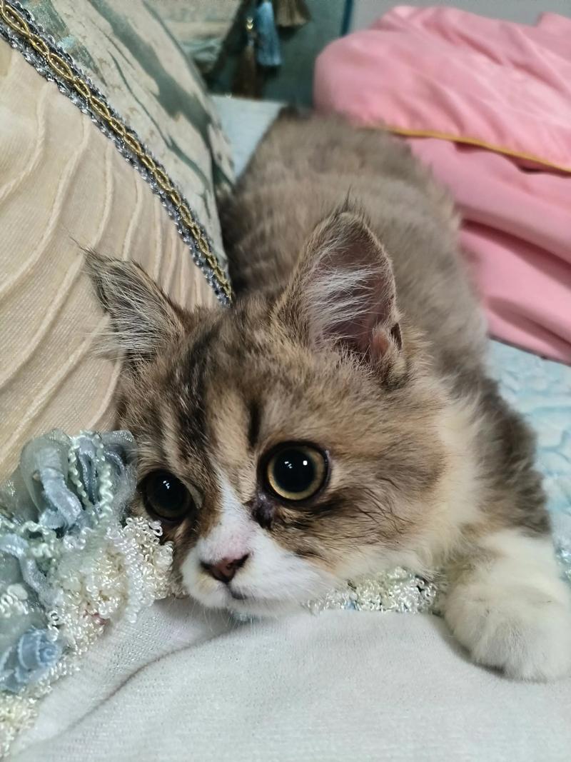 高冷变呆萌，可爱又好笑（小猫萌宠搞笑瞬间）