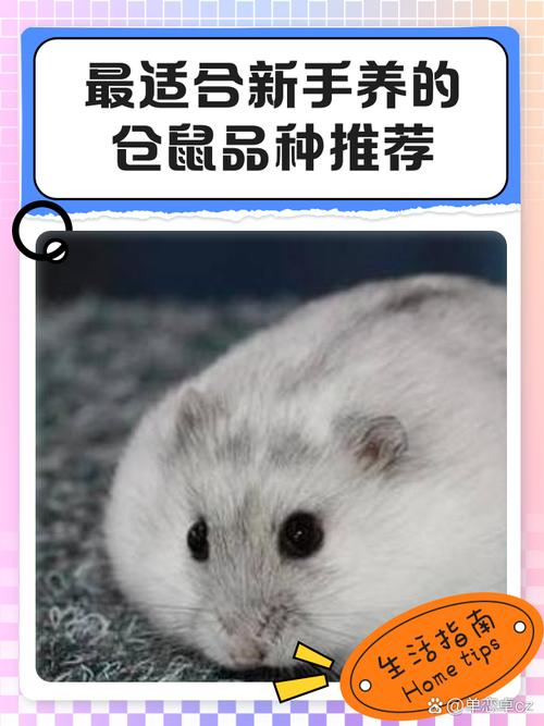 5种可爱治愈小宠推荐（最可爱小仓鼠前十排名）