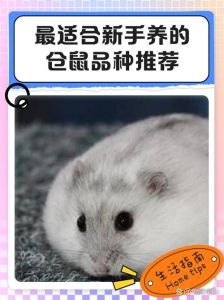 三线布丁银狐等选，预算约200元起（养什么颜色的小仓鼠好养）