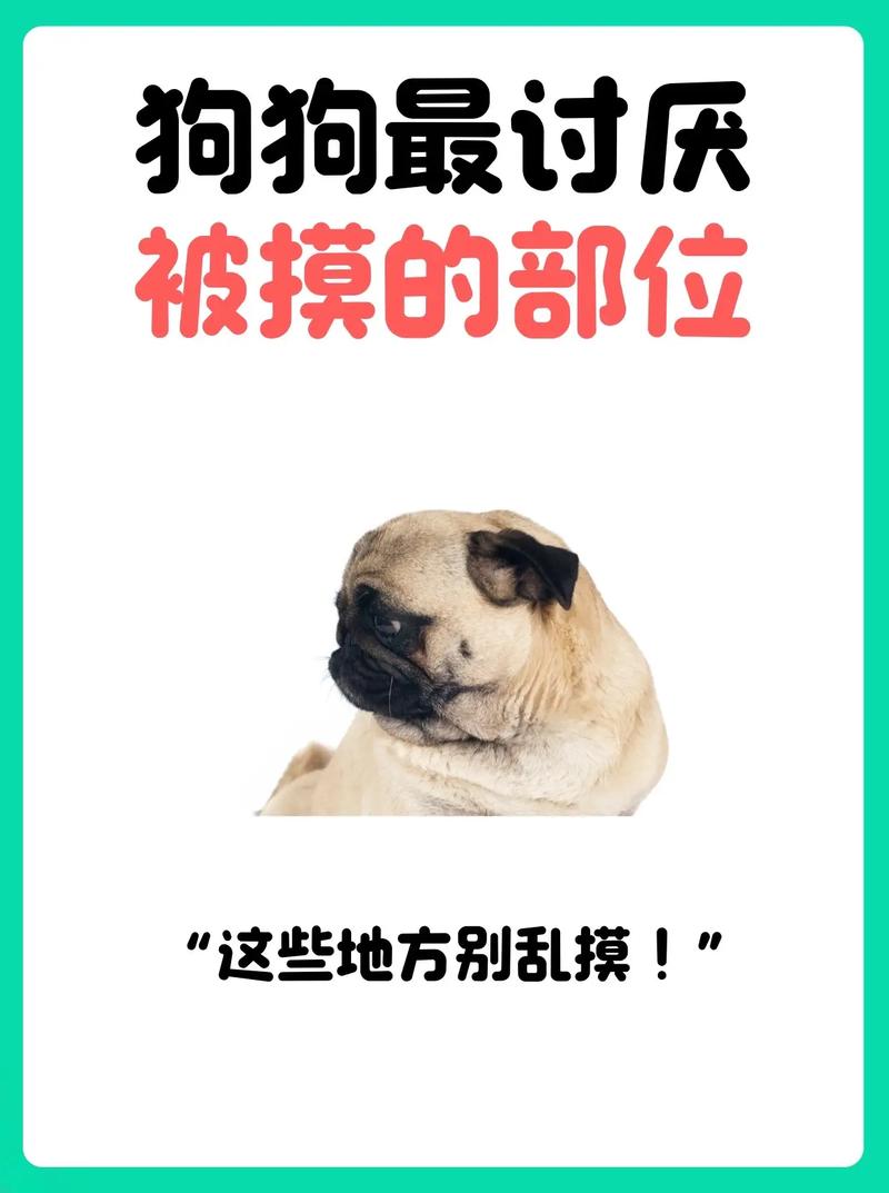 狗狗嘴敏感别乱摸（狗狗讨厌主人摸它嘴巴）
