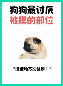 狗狗嘴敏感别乱摸（狗狗讨厌主人摸它嘴巴）