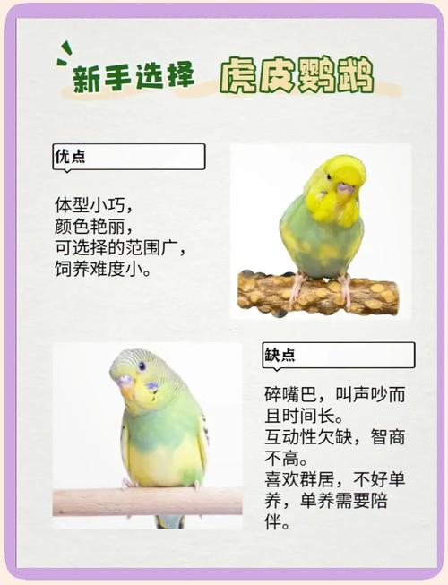 家养鹦鹉推荐及饲养注意事项（哪几种鹦鹉适合家养）