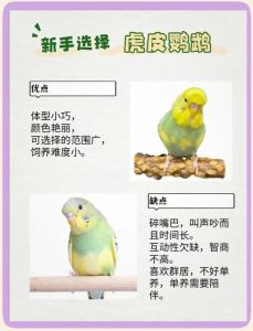 家养鹦鹉推荐及饲养注意事项（哪几种鹦鹉适合家养）