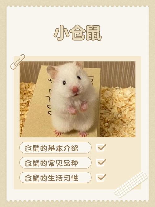 小众仓鼠名推荐，附猎奇梗合集（给仓鼠取名小众）