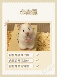 小众仓鼠名推荐，附猎奇梗合集（给仓鼠取名小众）