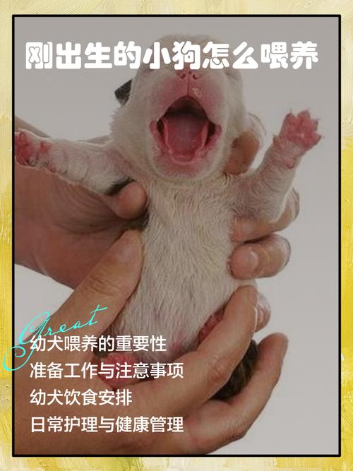 奶粉喂食疫苗社交全攻略（小狗幼崽如何喂养）