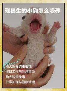 新生小狗不吮奶怎么办？（刚出生小狗不会喝奶怎么办）