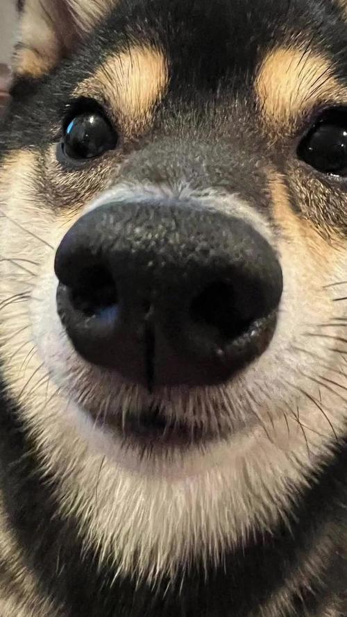 憨态可掬的犯傻瞬间（逗比宠物图片）