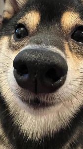 憨态可掬的犯傻瞬间（逗比宠物图片）