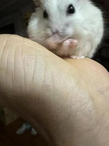 金狐怀孕难？环境营养配对都重要！（仓鼠金狐为什么不容易怀孕）