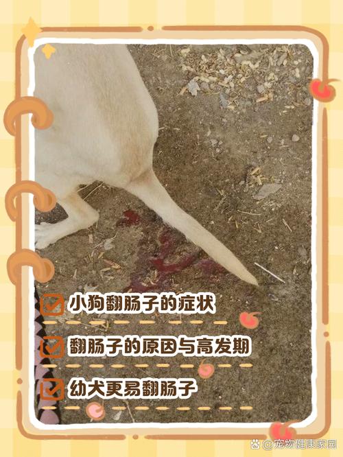 狗狗多大易翻肠？2-4月高发，细小寄生虫是主因（狗狗多大翻肠子）