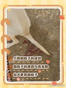 狗狗多大易翻肠？2-4月高发，细小寄生虫是主因（狗狗多大翻肠子）