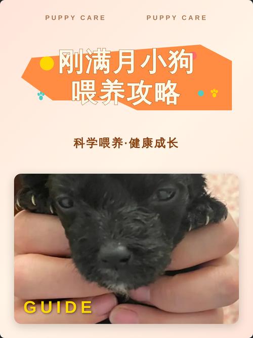 满月小狗喂养全攻略（满月小狗的喂养方法）