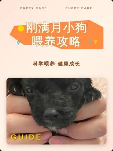 满月小狗喂养全攻略（满月小狗的喂养方法）
