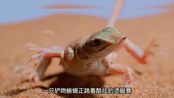 小蜥蜴跳舞表情包，网络新宠！（小蜥蜴跳舞表情包图片动态）
