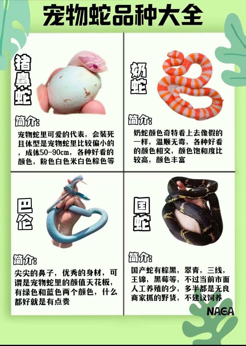 新手养蛇选玉米王，温顺易养活（最推荐养什么品种的蛇）