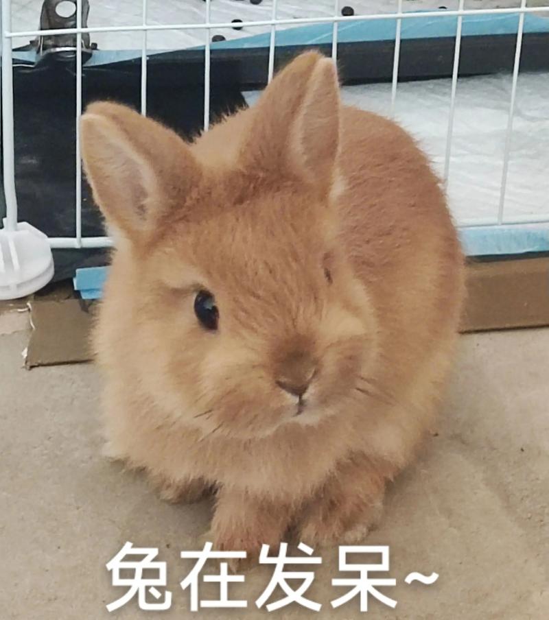 淘气兔子的捣蛋日常，可爱又好笑（萌宠日常捣蛋兔子的搞笑瞬间）