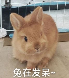 淘气兔子的捣蛋日常，可爱又好笑（萌宠日常捣蛋兔子的搞笑瞬间）