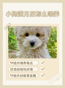 新手养月子狗，保暖喂奶要注意（小狗未满月怎么喂养）