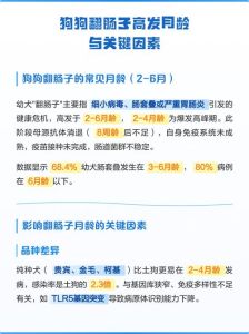幼犬翻肠子怎么办？科学应对与预防（狗狗翻肠子到几个月了）