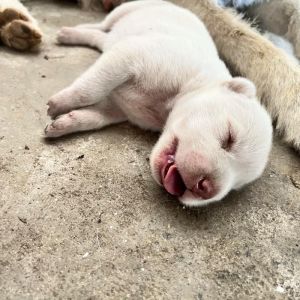 软烂易嚼辅食营养全（刚长牙的小奶狗怎么喂）