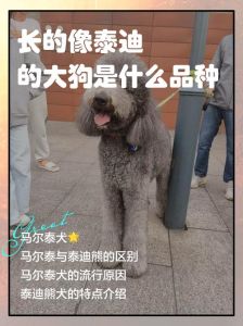 泰迪狗是贵宾犬的造型，聪明不掉毛，深受喜爱（泰迪狗是哪个国家的狗）