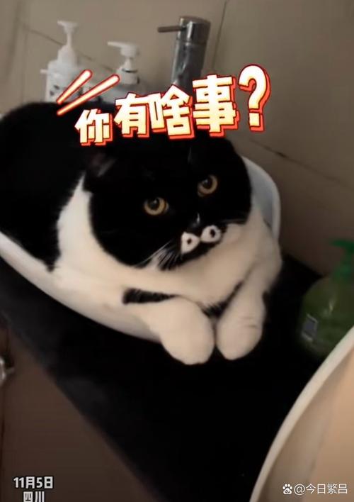 甜蜜喜悦与创意大集合（搞笑的萌宠图片）
