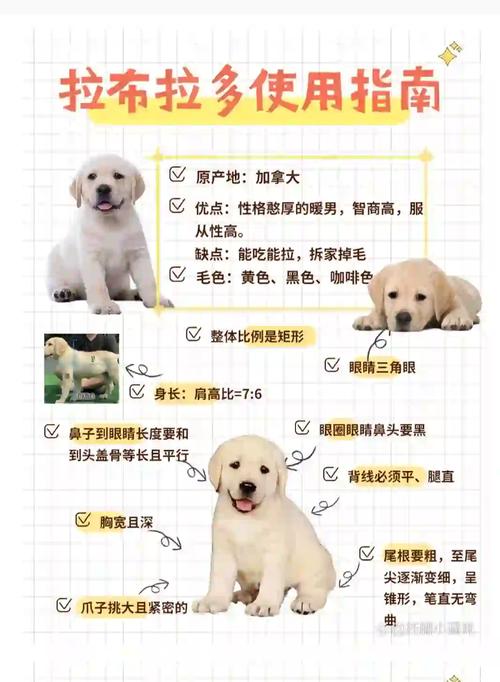 科学喂养，健康成长（3个月的小狗喂养方法）