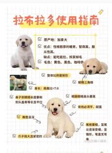 科学喂养，健康成长（3个月的小狗喂养方法）