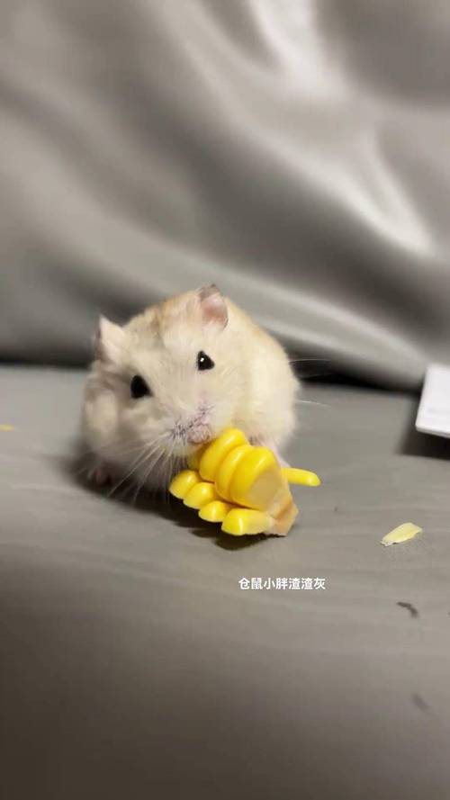 可爱易养，需细心呵护（布丁仓鼠好养吗）