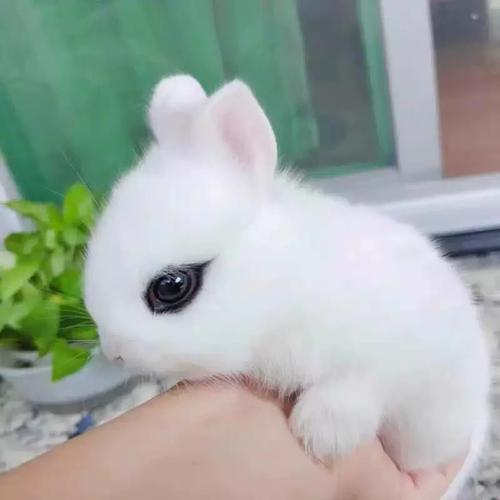 荷兰兔小丑兔垂耳兔龙猫兔和狮子兔（宠物兔图片）
