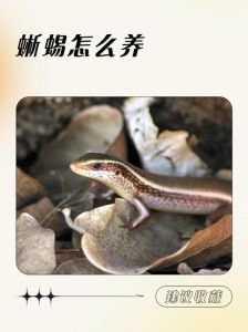 蜥蜴蛇的家庭环境搭建（蜥蜴和蛇哪个更适合家庭饲养）