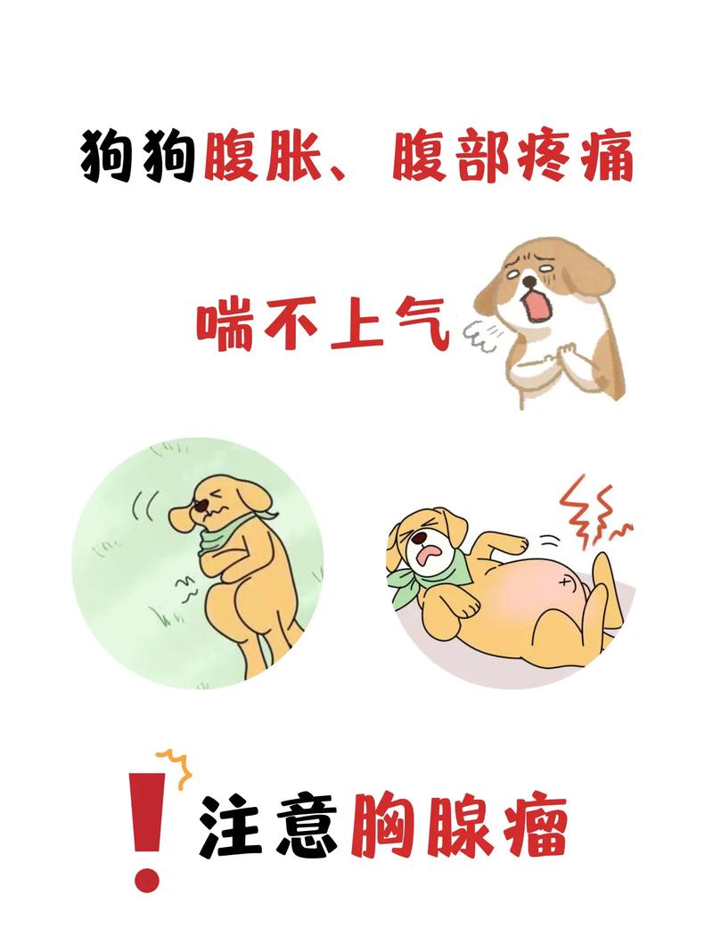 未满月小狗肚子痛？寄生虫惹的祸，正确用药保健康！（未满月小狗生虫肚子痛怎么缓解）