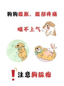 未满月小狗肚子痛？寄生虫惹的祸，正确用药保健康！（未满月小狗生虫肚子痛怎么缓解）