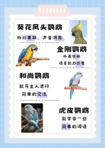 养鹦鹉说话，虎皮和尚好选，需陪伴训练（哪些品种的鹦鹉会说话能家养）