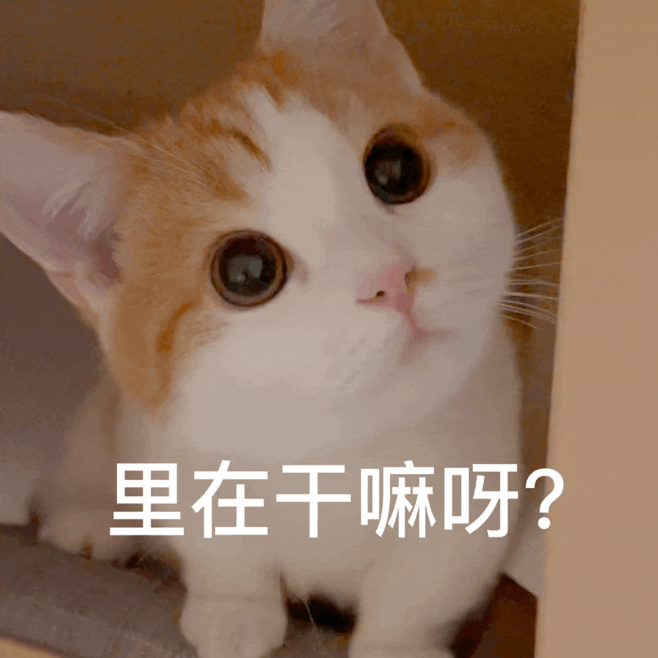 生动有趣，丰富情感表达（萌宠GIF表情包）