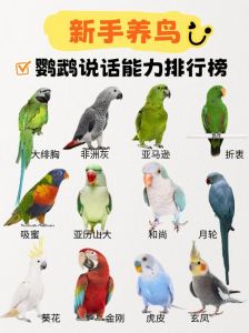 家养鹦鹉哪种会说话？（家养鹦鹉哪种会说话）