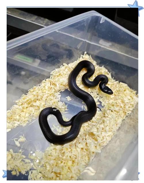 新手养宠物蛇推荐玉米蛇球蟒奶蛇猪鼻蛇（有什么适合饲养的蛇）