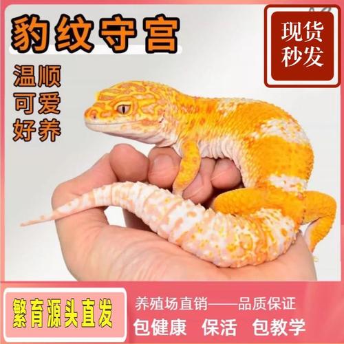 2元蜥蜴养不简单？新手养前必看（2元一只的小蜥蜴能养吗）